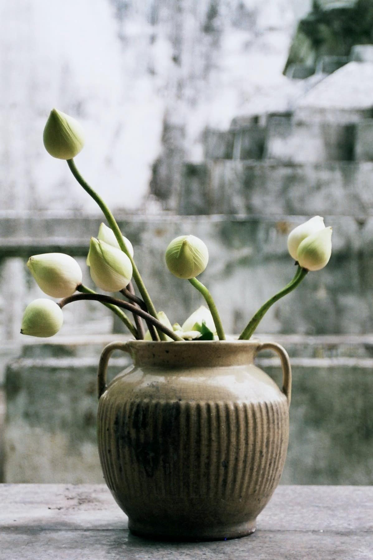 Lotus dans un vase de pierre, symbole de pureté
